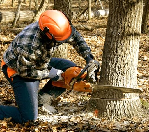 Tree Removal in Pyote, TX